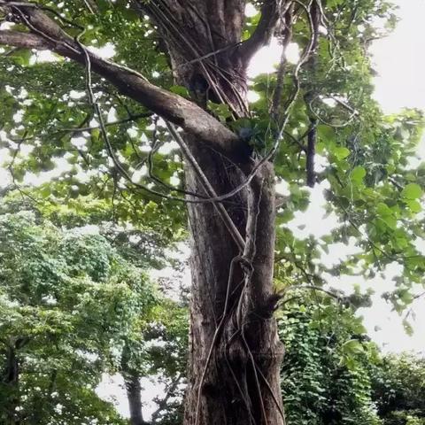 柚木yuzuki最新研究综述