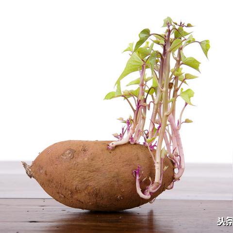 数字世界的奇迹探索,最新英语美文欣赏