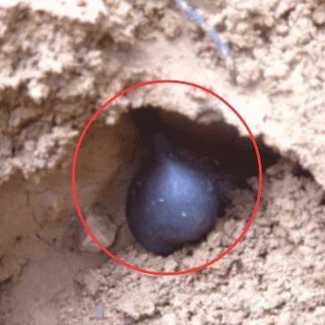 人参行情最新动态解析