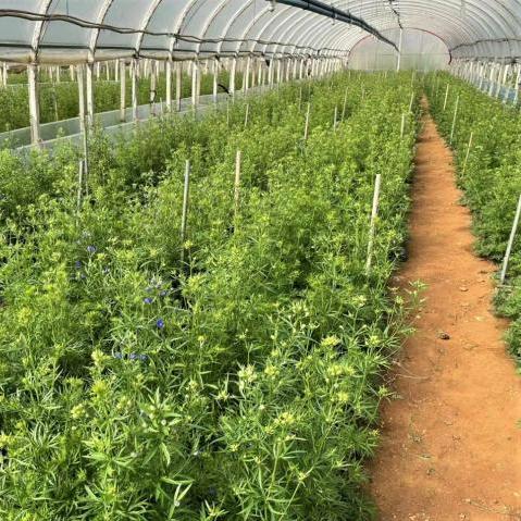 飞燕最新物流革新本子,数字化时代的新篇章