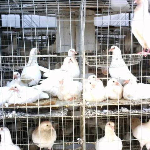 肉鸽价格行情最新分析