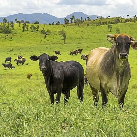 最新肉牛市场走势分析