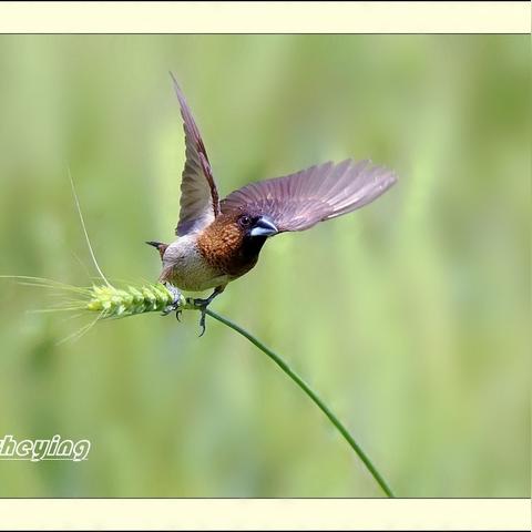 锤子工匠壁纸，卓越工具与艺术的完美结合