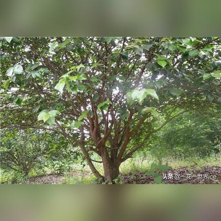 最新种植行业趋势解读报告