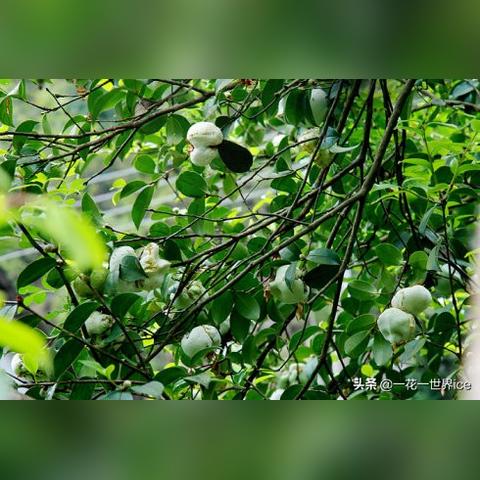 最新种植行业趋势解读报告