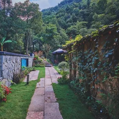 石板菜研究最新报告发布