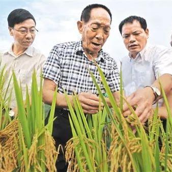 袁隆平最新成果,农业科技创新的领航篇章