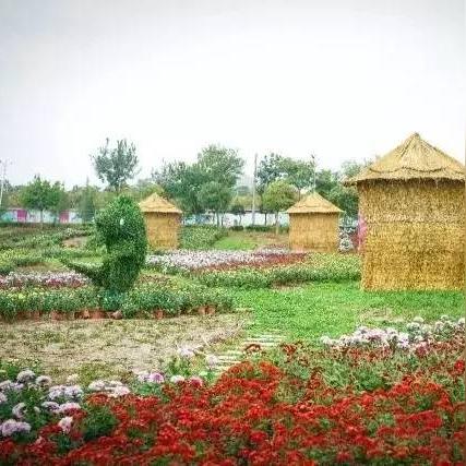 春兰最新图片大放送,展示细节与解析