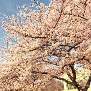 春兰最新图片大放送,展示细节与解析