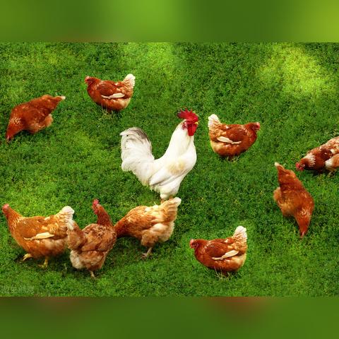 最新兽药配方及其应用研究动态