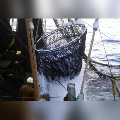 最新捕鱼鱼网技术，提升渔业产量的创新策略