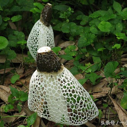 竹荪最新价格走势分析