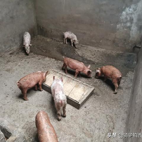 最新母猪品种特色介绍