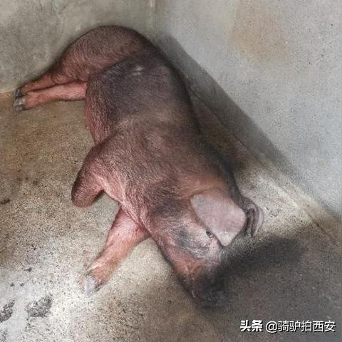 最新母猪品种特色介绍