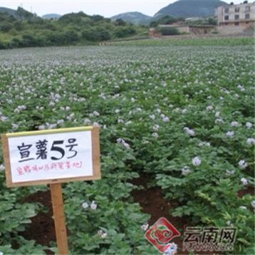 最新土豆品种，科技与农业的融合典范