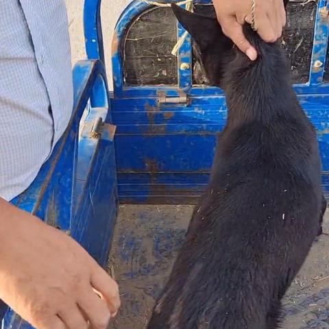 狗肉最新价格走势及分析预测