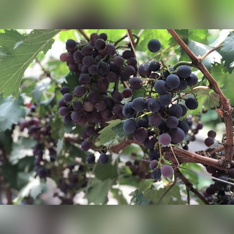 科技与自然融合，最新水果树的硕果