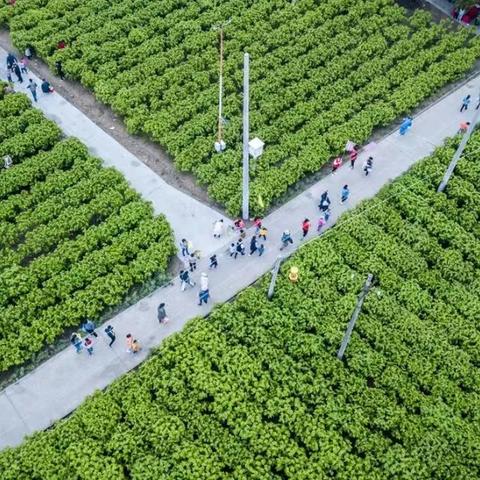 最新蚕茧价格走势分析