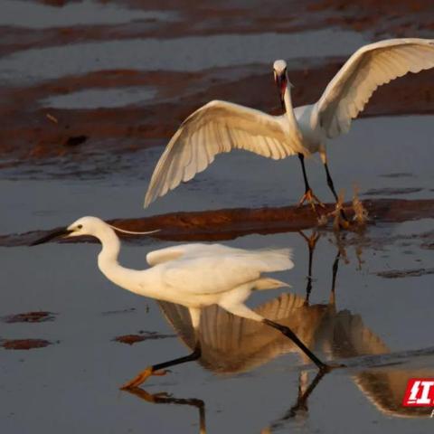 沅江最新新闻动态速递