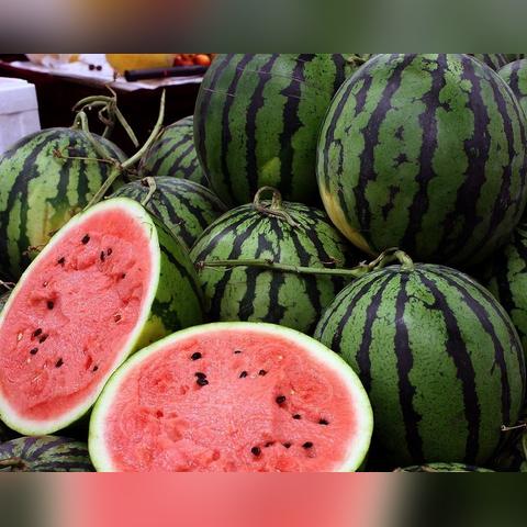 辽宁西瓜最新行情分析