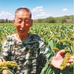 辽宁西瓜最新行情分析