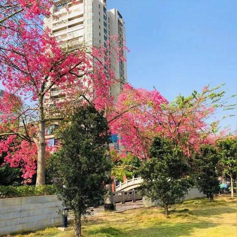 湛江城建最新进展，蓬勃发展面貌与未来展望