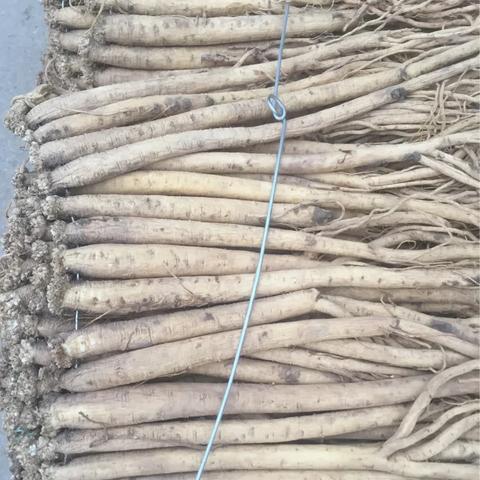 最新党参价格走势分析