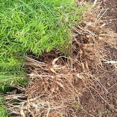 微型智能农业助手，精准种植与高效灌溉革新里程碑