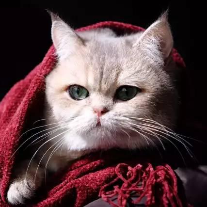 未来宠物产业趋势,情感连接与宠文新宠展望