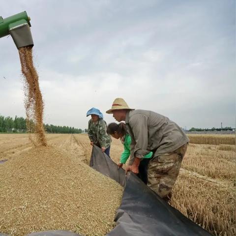 馆陶最新新闻动态报道速递