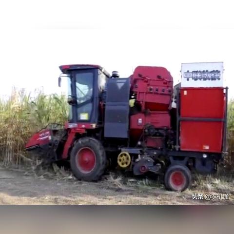 商丘玉米行情最新分析