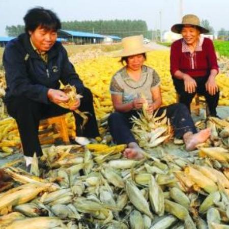 商丘玉米行情最新分析