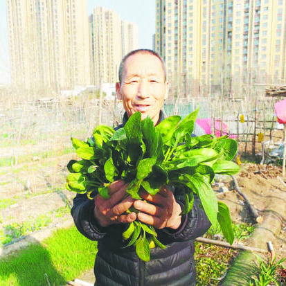 聊城菠菜价格走势分析