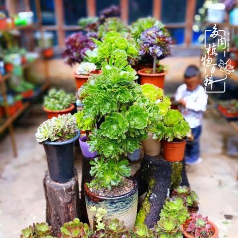 勤劳农夫最新公告发布