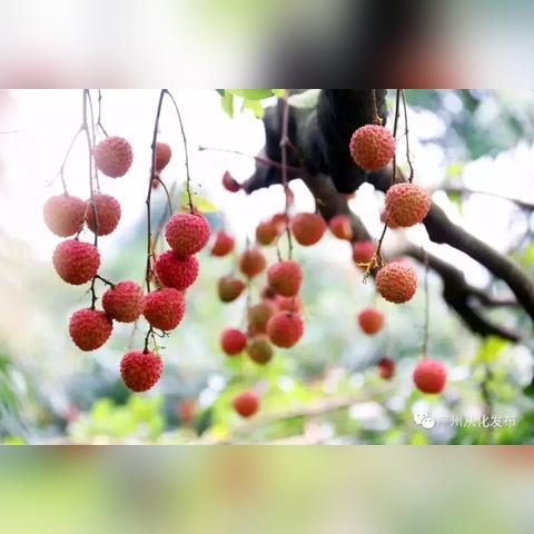 从化最新新闻动态报道速递