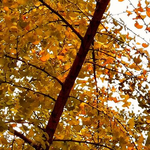 桂林黄金价格走势分析