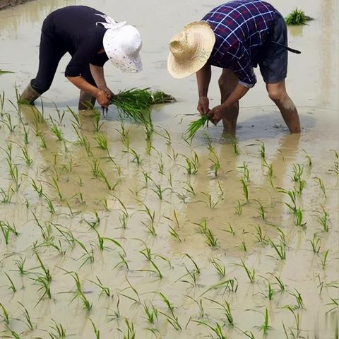 碳铵价格行情最新动态及分析