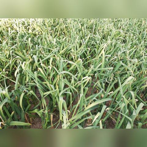 淮阳大蒜价格走势分析