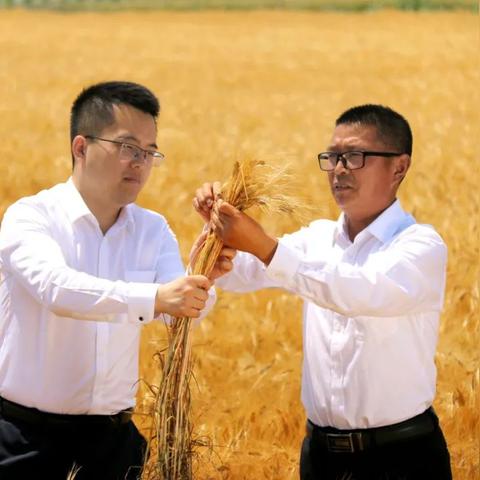 新沂尿素价格走势及分析