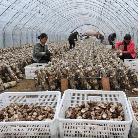 智能精准种植引领农业新时代新探索