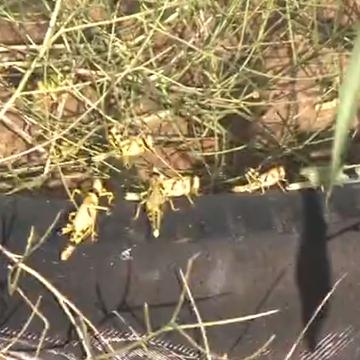 也门局势最新动态及未来展望(2025年视角分析)