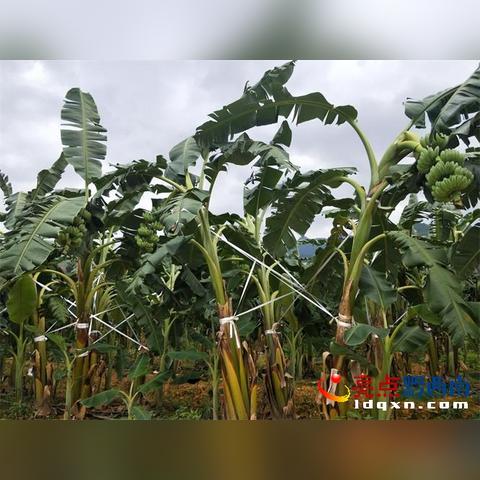 大香蕉产业最新研究报告，现状与未来展望