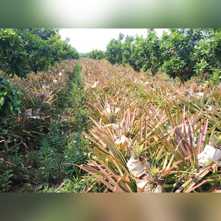 大香蕉产业最新研究报告,现状与未来展望