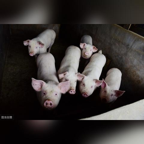 广西最新猪价走势分析