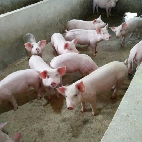 山东仔猪价格最新走势分析