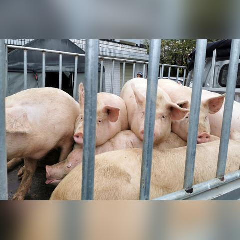 新乡最新猪价行情分析