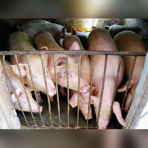 柴鸡蛋价格最新走势分析