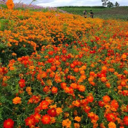 跳舞新潮流，掀起舞蹈热潮新篇章