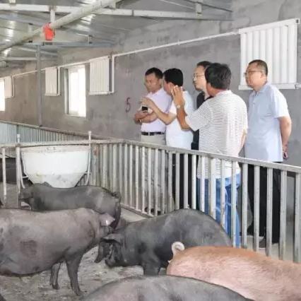 农村绿色生态养殖的机遇与趋势