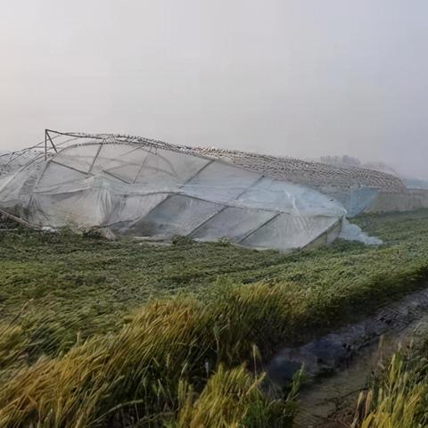 开封小麦最新行情分析